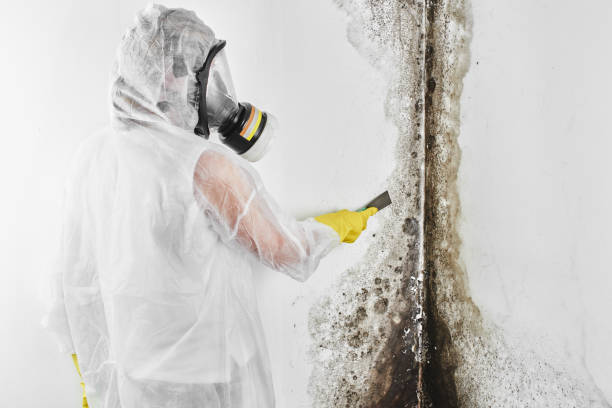 Best Affordable Mold Removal  in Byram, MS