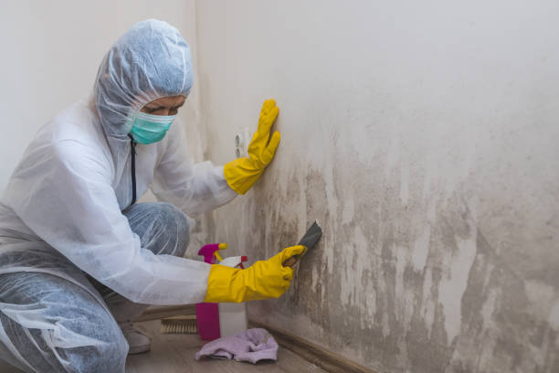 Best Local Mold Removal Service  in Byram, MS