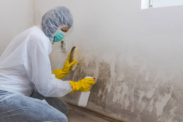 Home Mold Removal in Byram, MS