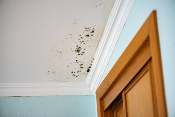 Best Professional Mold Removal  in Byram, MS