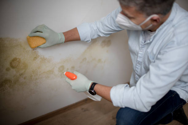 Best Black Mold Removal  in Byram, MS