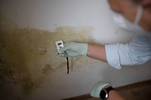 Attic Mold Removal in Byram, MS