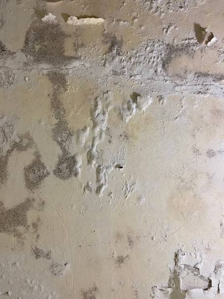 Best Fast Mold Removal  in Byram, MS