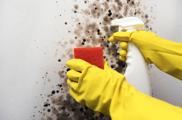Best Emergency Mold Removal  in Byram, MS