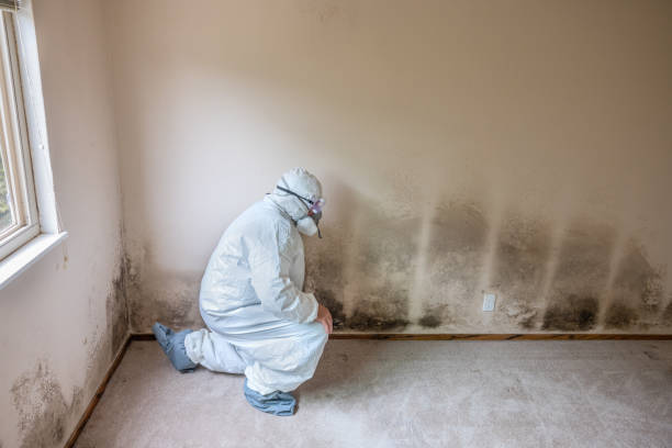 Best Certified Mold Removal  in Byram, MS