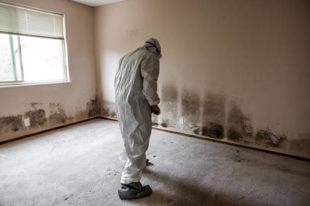 Best Mold Cleaning Services  in Byram, MS
