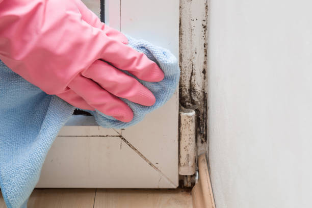 Best Mold Testing  in Byram, MS