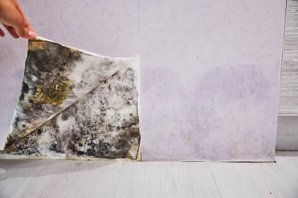 Best Certified Mold Removal  in Byram, MS